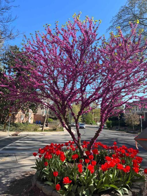 Glover Park/Georgetown Oasis With Parking Leilighet Washington Eksteriør bilde